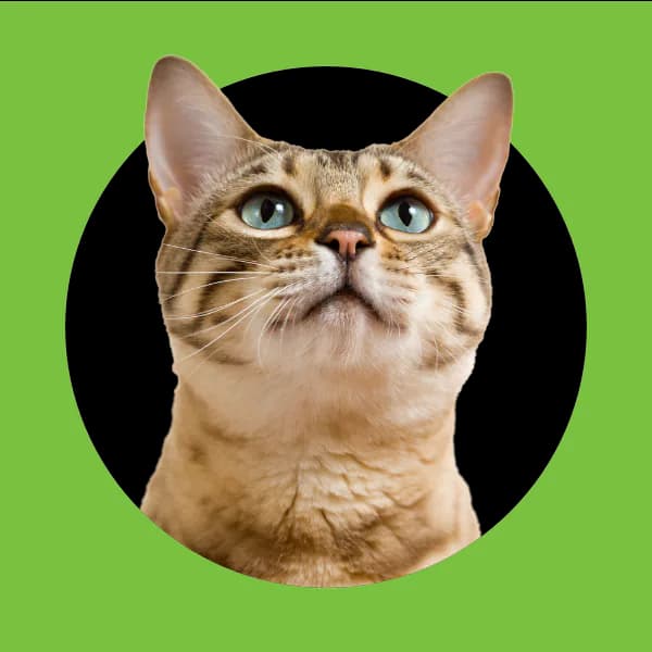 Kot