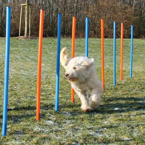 Slalom zręcznościowy dla psa