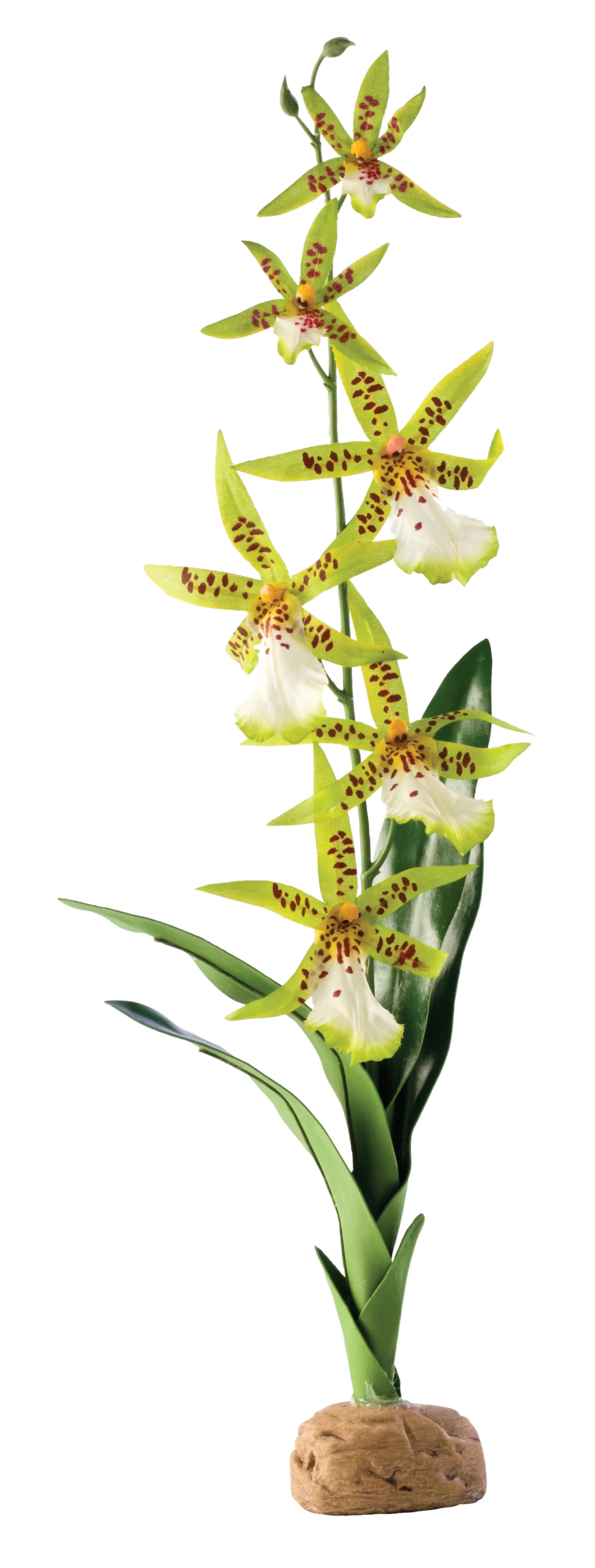 Hagen Roślina sztuczna – Orchidea Spider Orchid