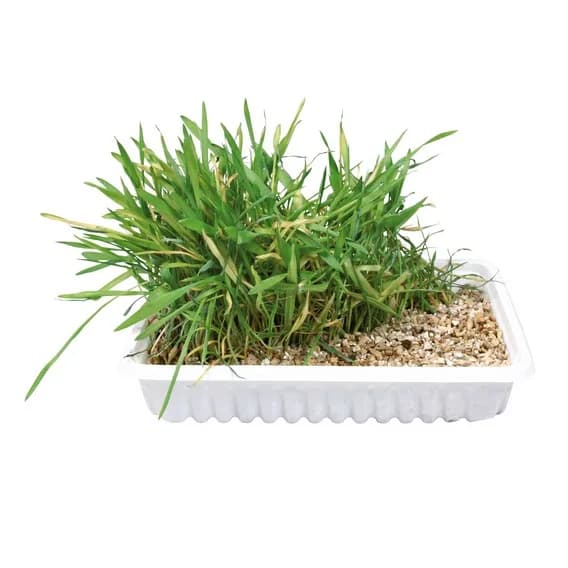 Trawa dla kota w pojemniku - 100 g